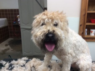 WHEATEN TERRIER CLIPPER CUT (1) BEFORE