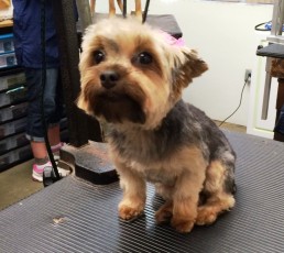 YORKIE TERRIER CLIPPER CUT 1