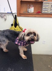 YORKIE TERRIER CLIPPER CUT 2