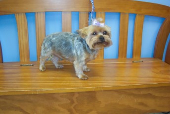 YORKIE TERRIER CLIPPER CUT 3