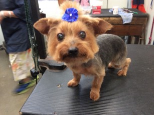 YORKIE TERRIER CLIPPER CUT 4
