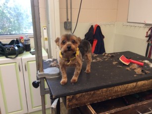 YORKIE TERRIER CLIPPER CUT 5