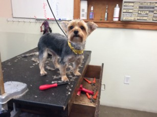 YORKIE TERRIER CLIPPER CUT 6