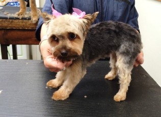 YORKIE TERRIER CLIPPER CUT 7