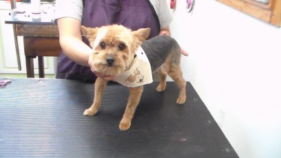 YORKIE TERRIER CLIPPER CUT 8