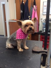 YORKIE TERRIER CLIPPER CUT 9