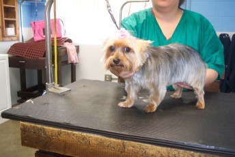 YORKIE TERRIER FEATHER TRIM 1
