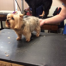 YORKIE TERRIER FEATHER TRIM 2