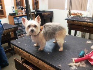 YORKIE TERRIER PUPPY CUT