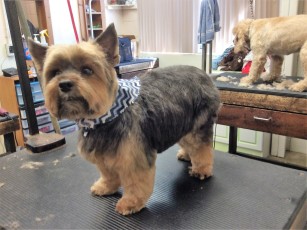 YORKIE TERRIER PUPPY CUT 2