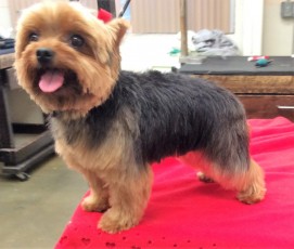 YORKIE TERRIER PUPPY CUT 3