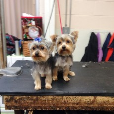 YORKIE TERRIER PUPPY CUTS 1
