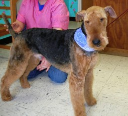 AIREDALE TERRIER BREED GROOM 1