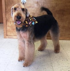 AIREDALE TERRIER BREED GROOM 2