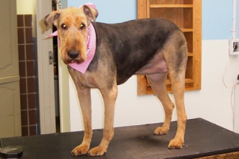 AIREDALE TERRIER CLIPPER CUT 1
