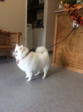 AMERICAN ESKIMO FEATHER TRIM 1