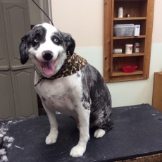 AUSTRALIAN SHEPHERD CLIPPER CUT 1