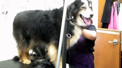 AUSTRALIAN SHEPHERD CLIPPER CUT (1) BEFORE