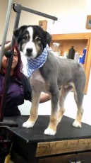 AUSTRALIAN SHEPHERD CLIPPER CUT (2) AFTER
