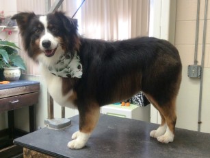 AUSTRALIAN SHEPHERD FEATHER TRIM 1