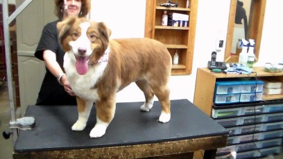 AUSTRALIAN SHEPHERD FEATHER TRIM 2