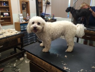 BICHON FRISE CLIPPER CUT (1) BEFORE