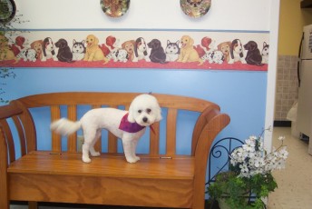 BICHON FRISE CLIPPER CUT 2