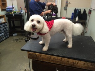 BICHON FRISE CLIPPER CUT (2) AFTER