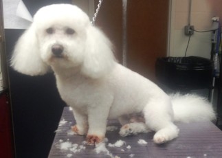 BICHON FRISE CLIPPER CUT 3