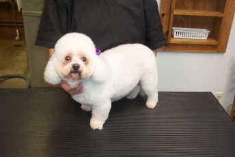 BICHON FRISE PUPPY CUT 1