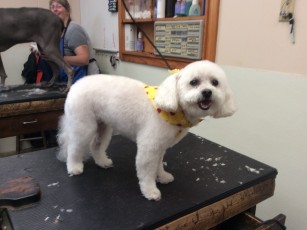 BICHON FRISE PUPPY CUT 2