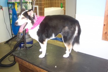 BORDER COLLIE FEATHER TRIM 1