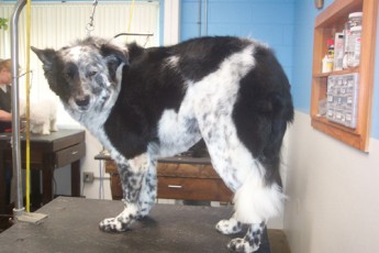 BORDER COLLIE FEATHER TRIM 2