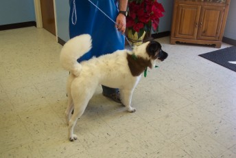 BORDER COLLIE MIX FEATHER TRIM 1