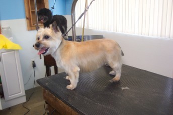 CAIRN TERRIER BREED GROOM 1