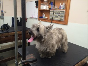 CAIRN TERRIER BREED GROOM (1) BEFORE