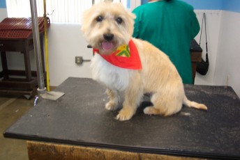 CAIRN TERRIER BREED GROOM 2