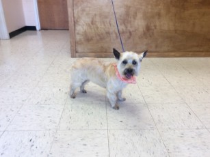 CAIRN TERRIER BREED GROOM 3