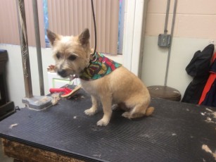 CAIRN TERRIER CLIPPER CUT 1
