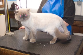 CAT (HIMALAYAN) CLIPPER CUT