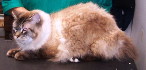 CAT (LONG-HAIRED) CLIPPER CUT (1) BEFORE