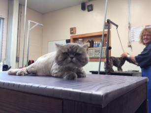 CAT (LONG-HAIRED) CLIPPER CUT
