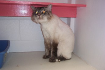 CAT (LONG-HAIRED) CLIPPER CUT (2) AFTER