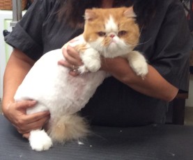 CAT (PERSIAN) CLIPPER CUT