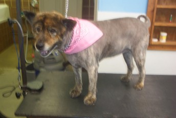CHOW CLIPPER CUT (2) AFTER