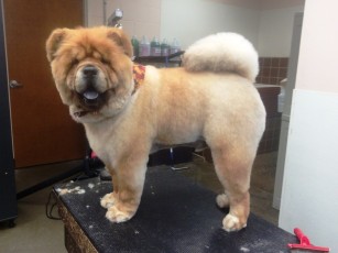 CHOW PUPPY CUT