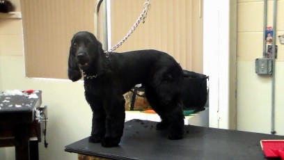 COCKER SPANIEL BENJI CUT 1