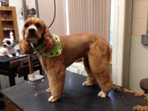 COCKER SPANIEL BENJI CUT 2`