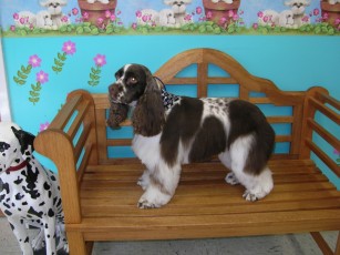 COCKER SPANIEL BREED GROOM (1)