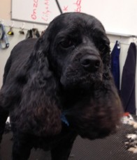 COCKER SPANIEL CLIPPER CUT 1